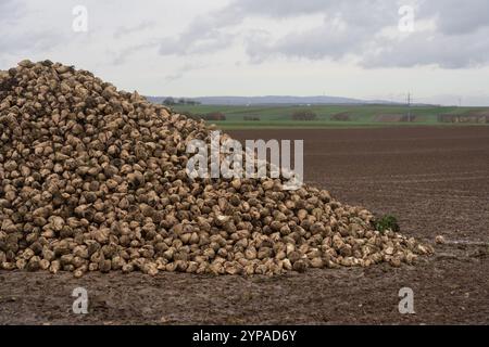 PRODUZIONE - 21 novembre 2024, Assia, Francoforte sul meno: Un'enorme montagna di barbabietole da zucchero raccolte si trova ai margini di un campo vicino a Francoforte. Foto: Etienne Dötsch/dpa Foto Stock