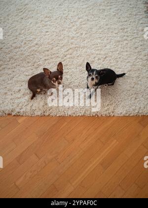 Due cani Chihuahua sul morbido tappeto che guarda la fotocamera Foto Stock
