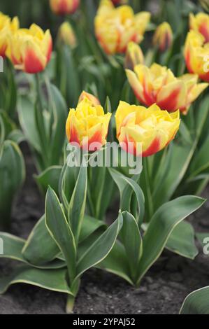 Tulipani tardivi gialli e rossi (Tulipa) Ophelia con foglie variegate fioriscono in un giardino nel mese di aprile Foto Stock