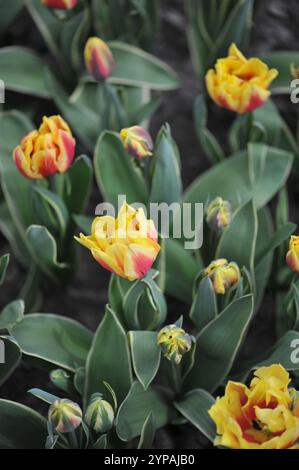 Tulipani tardivi gialli e rossi (Tulipa) Ophelia con foglie variegate fioriscono in un giardino nel mese di aprile Foto Stock