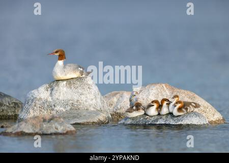 Goosander (Mergus merganser), donna che riposa con pulcini su una roccia nel Mar Baltico, Svezia, Gotland Foto Stock