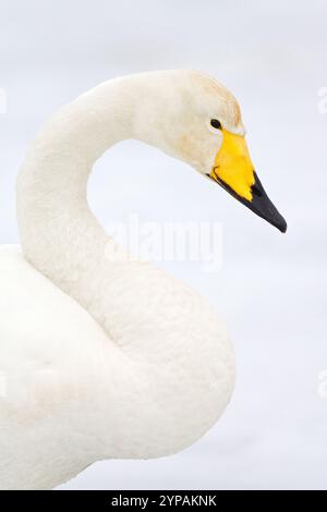 Whooper Swan (Cygnus cygnus), Ritratto, vista laterale, Giappone Foto Stock