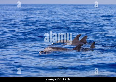 Delfino maculato dell'Atlantico (Stenella frontalis, Stenella plagiodon), nuota in gruppo nell'Atlantico, Madeira, Calheta Foto Stock