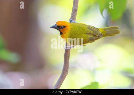 tessitore dal collo nero (Ploceus nigricollis), seduta su una filiale, Gambia, South Bank, Gunjur Foto Stock