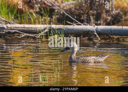 Spatola argentina (Spatula platalea, Anas platalea), nuoto femminile nel fiume poco profondo, Argentina, Parco Nazionale della Terra del fuoco Foto Stock