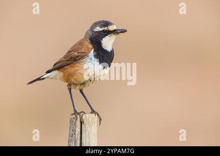 Impennata (Oenanthe pileata), seduta su un palo, Sud Africa, Capo Occidentale, Malgas Foto Stock