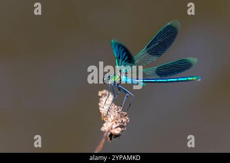 Ali nere a banda, agrion a banda, demoiselle a banda (Calopteryx Splendens, Agrion Splendens), uomini siede su pianta e si dispiega ali, Paesi Bassi, Swalm Foto Stock