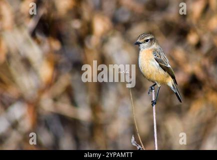 Stonechat indiana, stonechat asiatica, stonechat siberiana (Saxicola maurus indicus, Saxicola indicus), donna seduta su uno stelo, India Foto Stock