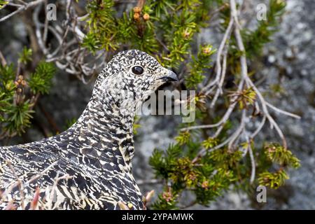 Ptarmigan dalla coda bianca (Lagopus leucura), Ritratto, vista laterale, Canada, Colombia britannica Foto Stock