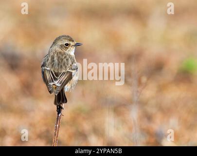 Stonechat indiana, stonechat asiatica, stonechat siberiana (Saxicola maurus indicus, Saxicola indicus), donna seduta su uno stelo, India Foto Stock