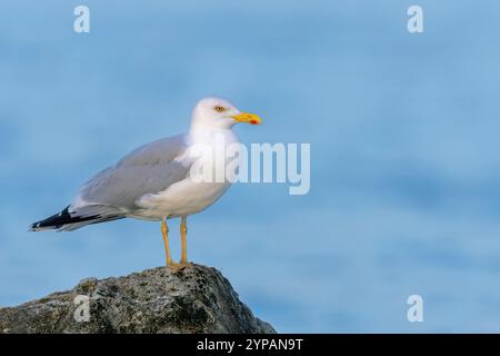 Il gabbiano aringa (Larus argentatus omissus) si trova su una roccia nel Mar Baltico, in Svezia, nel Gotland Foto Stock