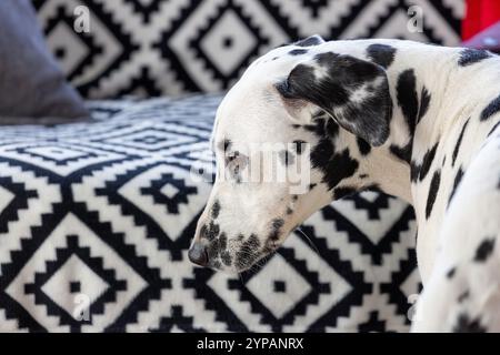 Profilo di un cane dalmata su sfondo bianco e nero Foto Stock