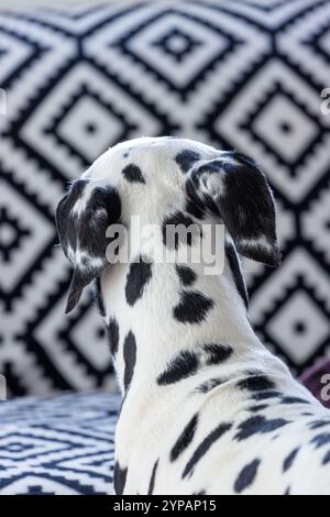 Retro della testa di un cane dalmata su sfondo bianco e nero Foto Stock