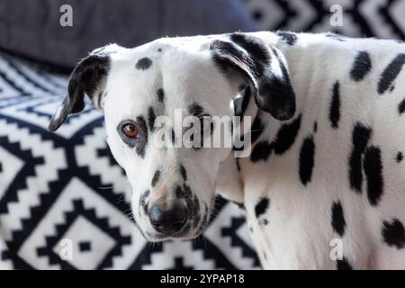 Cane dalmata su sfondo bianco e nero Foto Stock