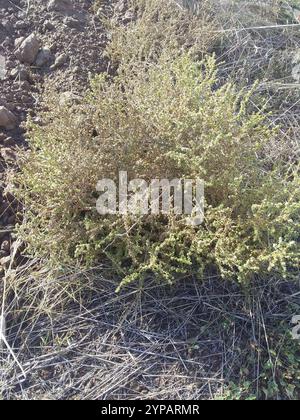 Cardo Russo meridionale (Salsola australis) Foto Stock