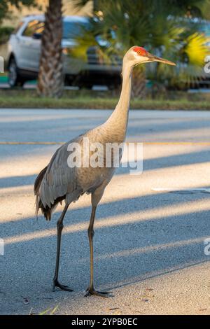 Florida Sandhill Crane Crossing a Road - natura e fauna selvatica Foto Stock