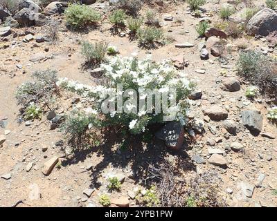 Candela Bushman (Monsonia crassicaulis) Foto Stock