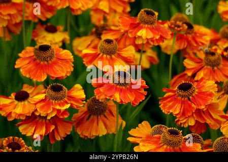 Orange-like Helenium "Moerheim Beauty" (Sneezeweed) Flowers Grown in the Borders at RHS Garden Harlow Carr, Harrogate, Yorkshire, Inghilterra, Regno Unito. Foto Stock