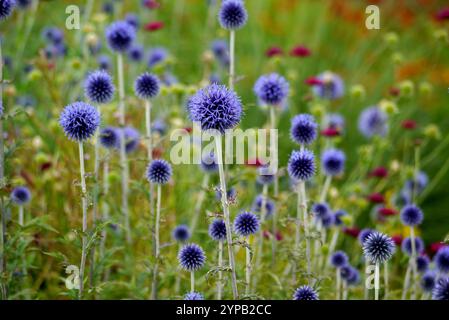 Fields of Spherical Blue Echinops Bannaticus (Blue Globe Thistle) Flowerheads coltivate presso RHS Garden Harlow Carr, Harrogate, Yorkshire, Inghilterra, Regno Unito. Foto Stock