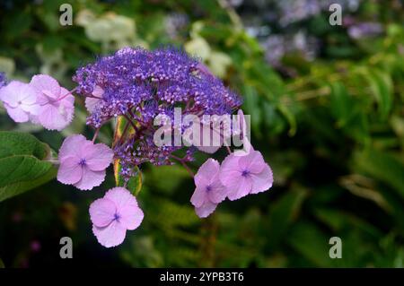 Viola pallido Hydrangea Aspera "Anthony Bullivant" Flowers Grown in the Borders at RHS Garden Harlow Carr, Harrogate, Yorkshire, Inghilterra, Regno Unito. Foto Stock