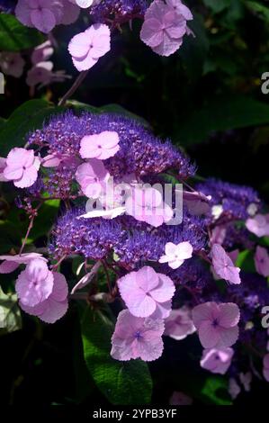 Viola pallido Hydrangea Aspera "Anthony Bullivant" Flowers Grown in the Borders at RHS Garden Harlow Carr, Harrogate, Yorkshire, Inghilterra, Regno Unito. Foto Stock