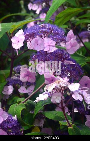 Viola pallido Hydrangea Aspera "Anthony Bullivant" Flowers Grown in the Borders at RHS Garden Harlow Carr, Harrogate, Yorkshire, Inghilterra, Regno Unito. Foto Stock