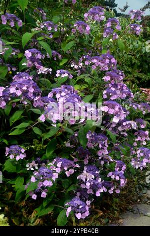 Viola pallido Hydrangea Aspera "Anthony Bullivant" Flowers Grown in the Borders at RHS Garden Harlow Carr, Harrogate, Yorkshire, Inghilterra, Regno Unito. Foto Stock