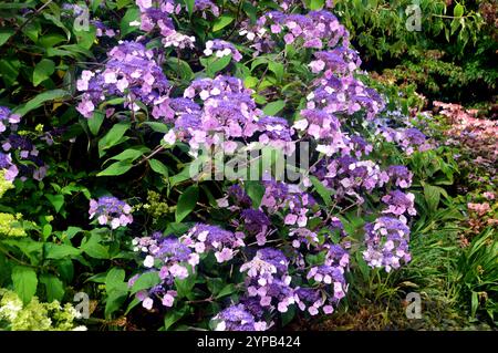 Viola pallido Hydrangea Aspera "Anthony Bullivant" Flowers Grown in the Borders at RHS Garden Harlow Carr, Harrogate, Yorkshire, Inghilterra, Regno Unito. Foto Stock