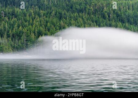 Antico paesaggio boschivo lungo la crociera Inside Passage, British Columbia, Canada. Foto Stock