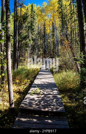 Un ponte di legno attraversa una foresta, con gente che ci cammina sopra. L'atmosfera dell'immagine è calma e tranquilla, come provano i dintorni naturali Foto Stock