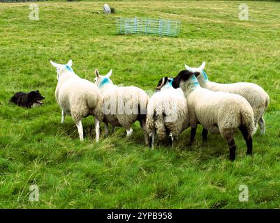 Il cane di Collie Bob tiene la postazione con un gregge di pecore su Dartmoor in attesa del suo prossimo comando dal pastore per portarli alla penna di metallo Foto Stock
