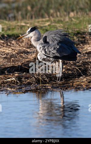 Un airone grigio ruba le sue piume Foto Stock