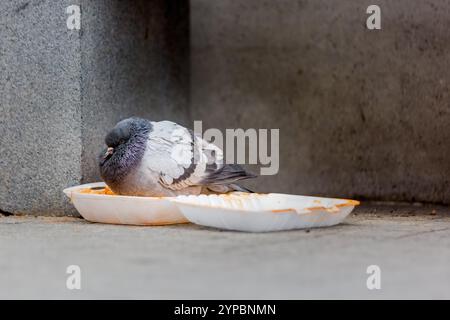 Un piccione senzatetto arroccato in un contenitore alimentare vuoto in mezzo al decadimento urbano Foto Stock
