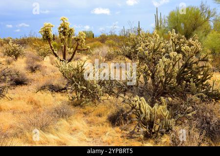 Cholla cactus sonora deserto a metà primavera in una giornata intensa Foto Stock