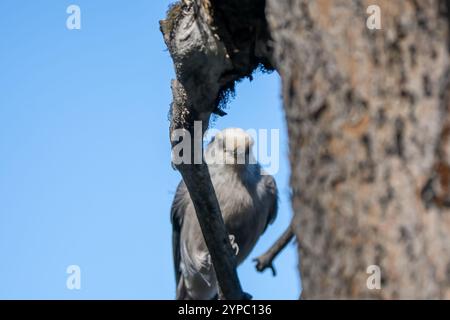 Primo piano di un jay canadese (Perisoreus canadensis), noto anche come jay grigio, jay grigio, rapinatore di campo o jack di whisky Foto Stock