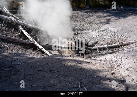 Una sorgente attiva di geyser con uno scarico intermittente di acqua espulsa in modo turbolento e accompagnata da vapore, il parco nazionale di Yellowstone, USA Foto Stock