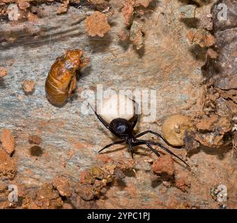 Covo di ragno vedova nera meridionale (Latrodectus mactans) sul lato inferiore di una roccia piatta. Spider sta sorvegliando il suo sacco uovo. Un periodo paralizzato Foto Stock