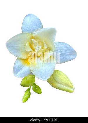 Fiore freesia isolato con petali bianchi e gialli, gemme delicate e texture morbide, a simboleggiare purezza ed eleganza Foto Stock