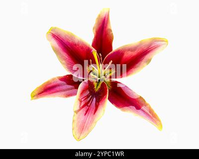 Isolato sullo sfondo bianco giglio rosso tigre, Lilium bulbiferum, con petali rossi profondi e un centro giallo vibrante, che mostra una bellezza sorprendente Foto Stock