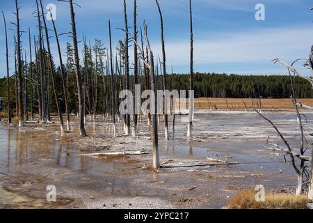 Una sorgente attiva di geyser con uno scarico intermittente di acqua espulsa in modo turbolento e accompagnata da vapore, il parco nazionale di Yellowstone, USA Foto Stock