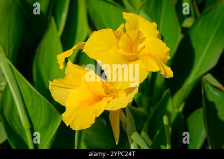 Il fiore di canna Lily in Nord Africa. Foto Stock