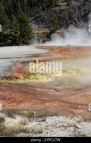 Una sorgente attiva di geyser con uno scarico intermittente di acqua espulsa in modo turbolento e accompagnata da vapore, il parco nazionale di Yellowstone, USA Foto Stock