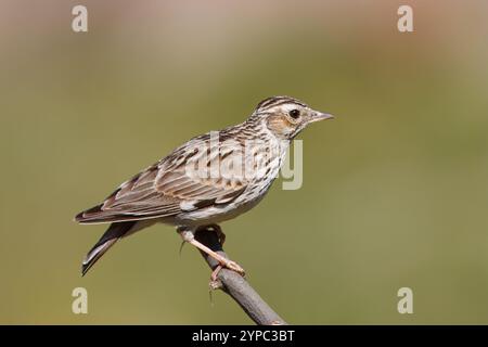 Larice d'albero con il nome scientifico di (Lullula arborea). Lark appollaiato su un ramo guardando il fotografo, sfondo neutro. Foto Stock