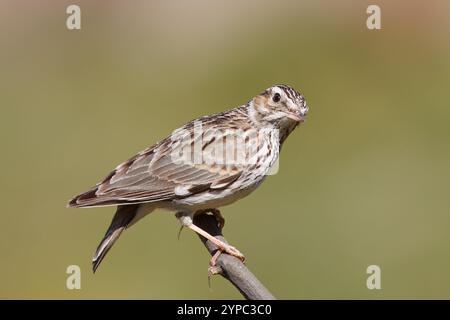 Larice d'albero con il nome scientifico di (Lullula arborea). Lark appollaiato su un ramo guardando il fotografo, sfondo neutro. Foto Stock