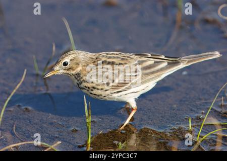 Pipito del prato con il nome scientifico di (Anthus pratensis). Un uccello che fa il bagno in una pozza d'acqua. Foto Stock