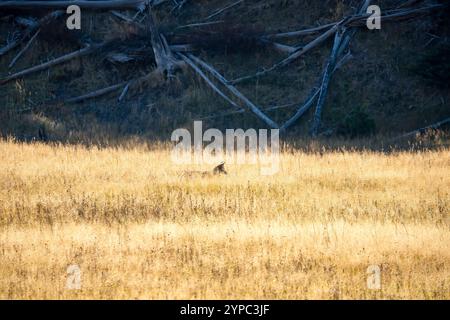 Coyote selvatico (Canis latrans), conosciuto anche come lo sciacallo americano, il lupo della prateria o il lupo della spazzolina a caccia di prede tra le alte erbe autunnali, Wyoming USA Foto Stock