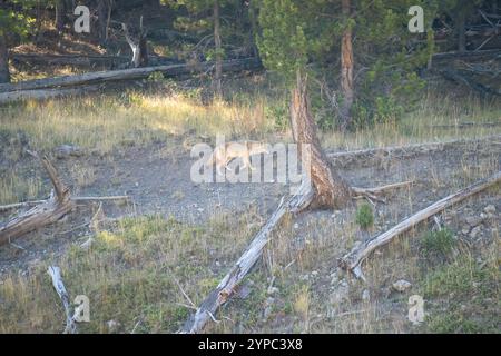 Coyote selvatico (Canis latrans), conosciuto anche come lo sciacallo americano, il lupo della prateria o il lupo della spazzolina a caccia di prede tra le alte erbe autunnali, Wyoming USA Foto Stock