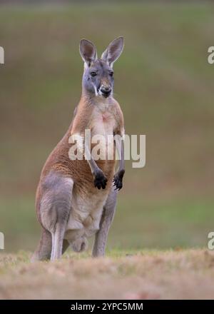 Uomo adulto, canguro rosso (Macropus rufus) ritratto completo in piedi Foto Stock