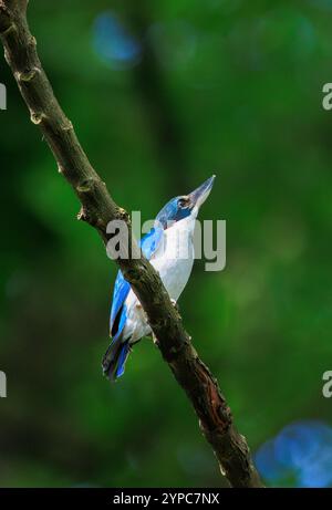 kingfisher Todiramphus chloris con colletto a Fort Canning Park, Singapore Foto Stock