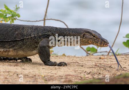 Malese Water monitor Lizard (Varanus salvator) a Gardens by the Bay, Singapore Foto Stock